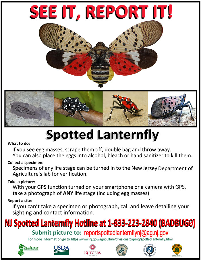 spotted lantern fly ny